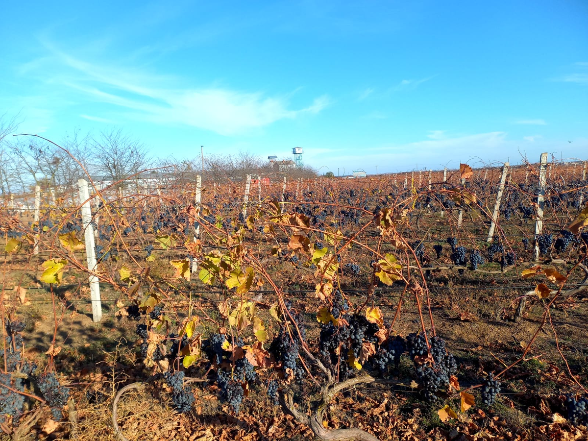Виноградник КФХ "Сахалин"