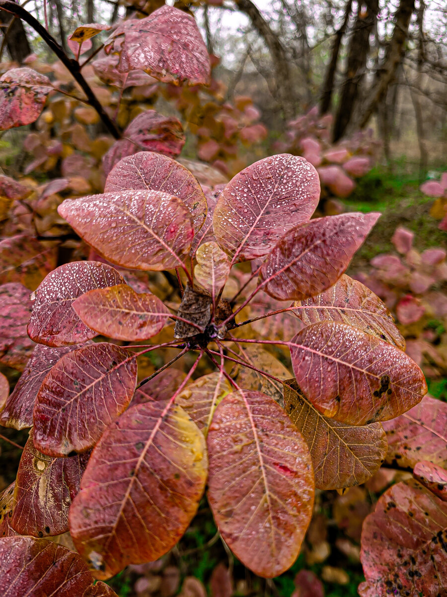 Скумпия кожевенная