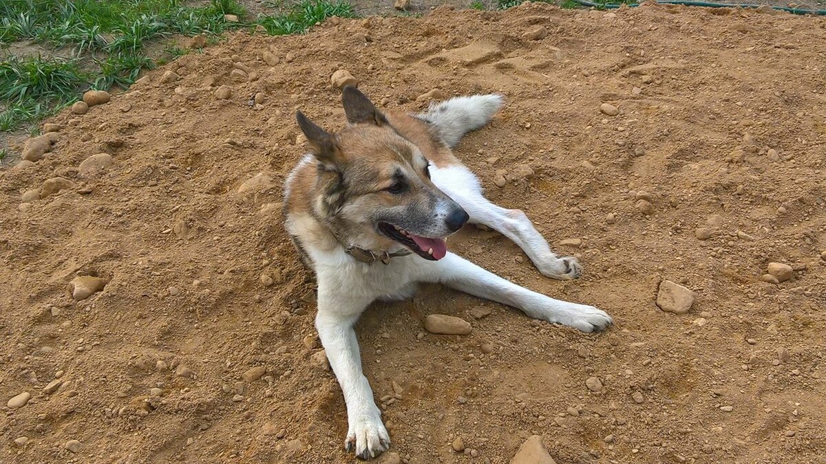 Июль 2017. В приют привезли 5 машин песка, Байкал доволен работой техники)