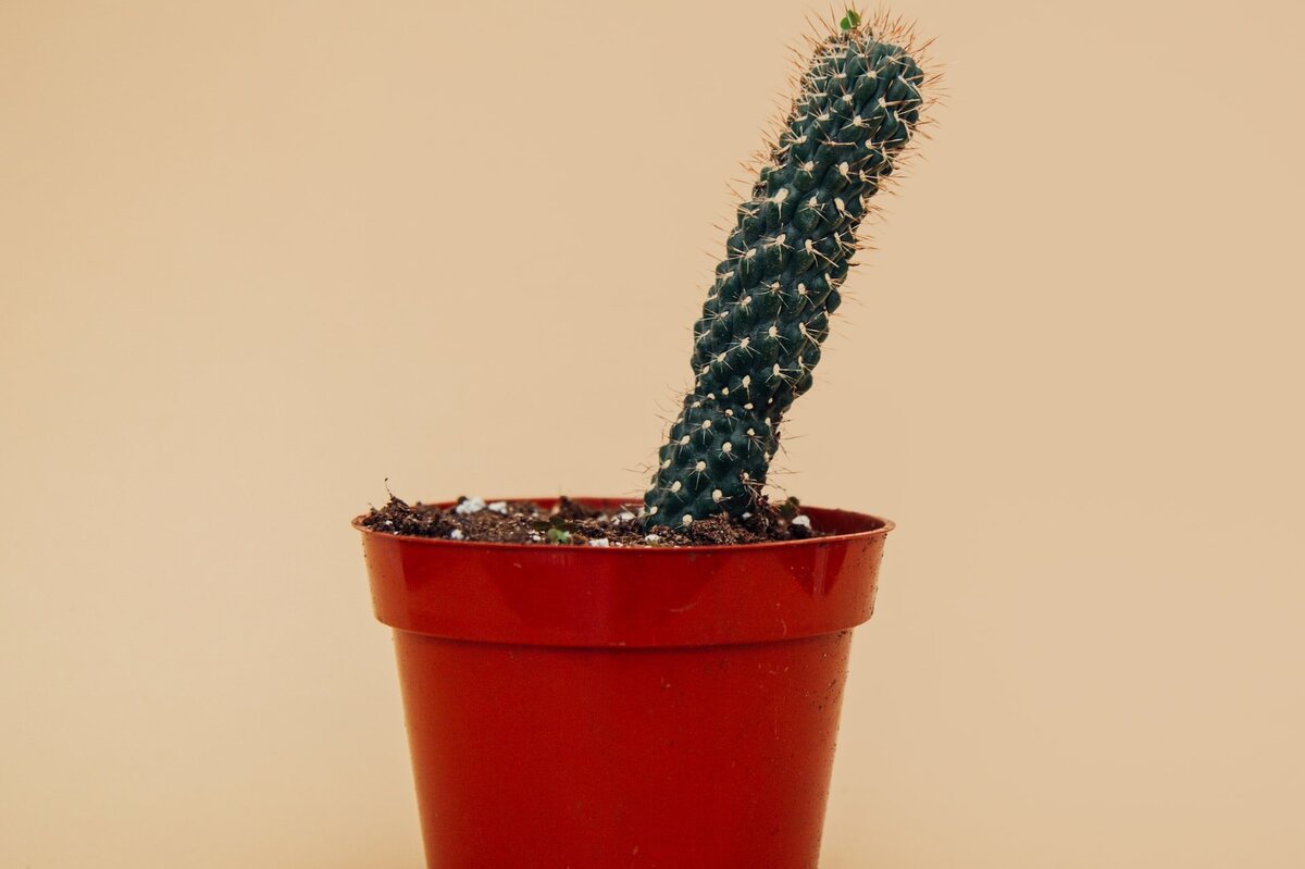     Как улучшить эрекцию: 4 совета от уролога, которые помогут любому мужчине