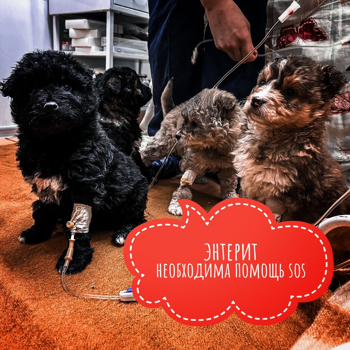 Собачим детям нужна помощь