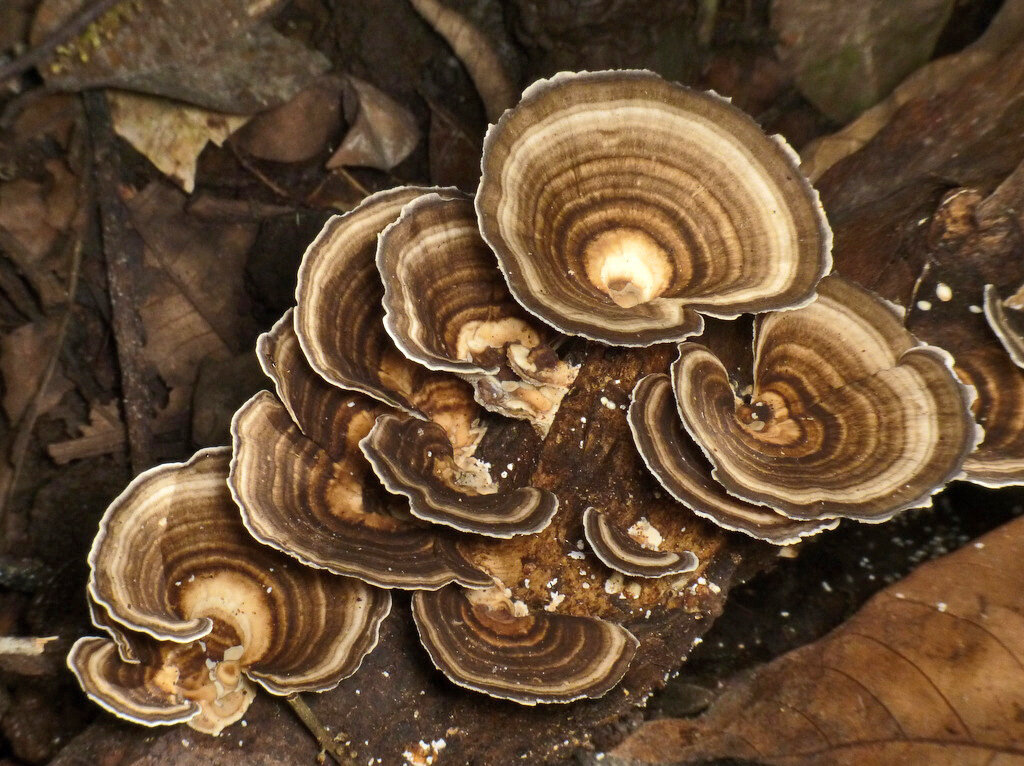 Гриб "Кориолус многоцветный" формой и раскраской напоминает индюшачий хвост. По-английски так и называется 

Фото: Andreas Kay