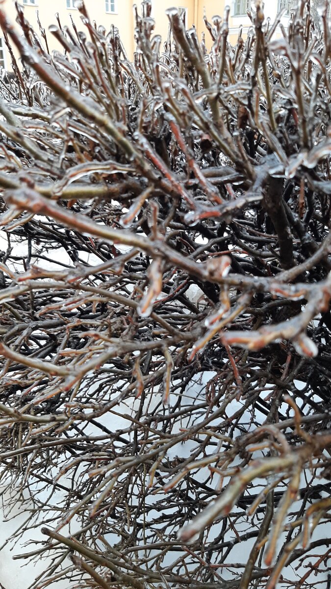 Ледяные веточки. Как женщина после развода. Под слоем льда, где-то, где не каждый сможет заметить, осталась жизнь, которая не сдается, несмотря ни на что...