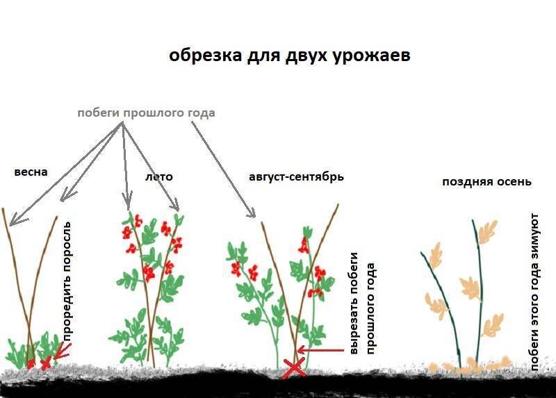 Как правильно обрезать малину летом