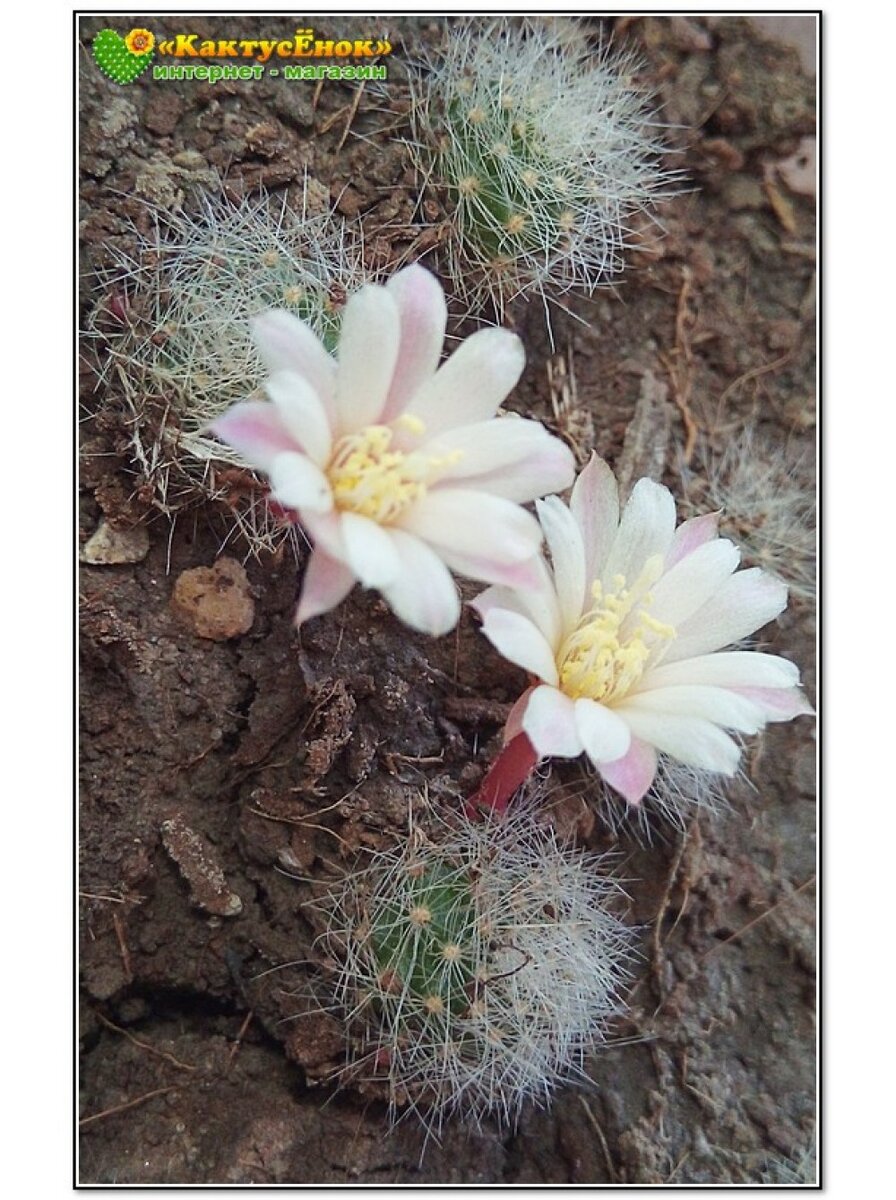 Айлостера. черенок. 199р. Фото из питомника Кактусенок. РФ. заказывайте на нашем сайте Кактусёнок. РФ