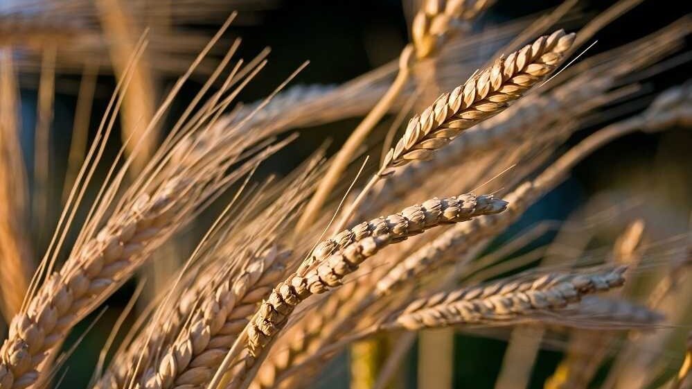     Экспортные и внутренние цены на российскую пшеницу начнут расти в ближайшее время, для чего сложились все предпосылки.