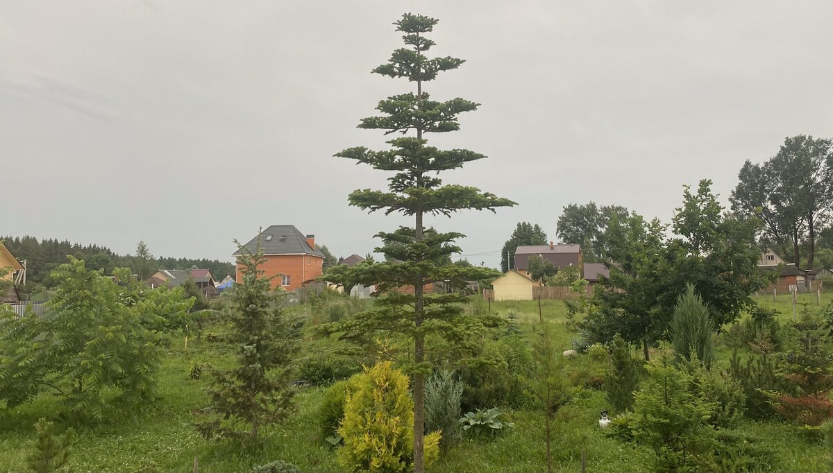 Пихта горная (Abies lasiocarpa)