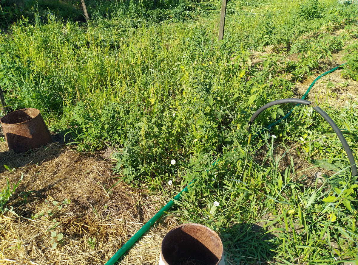 А это не мульчированный участок..