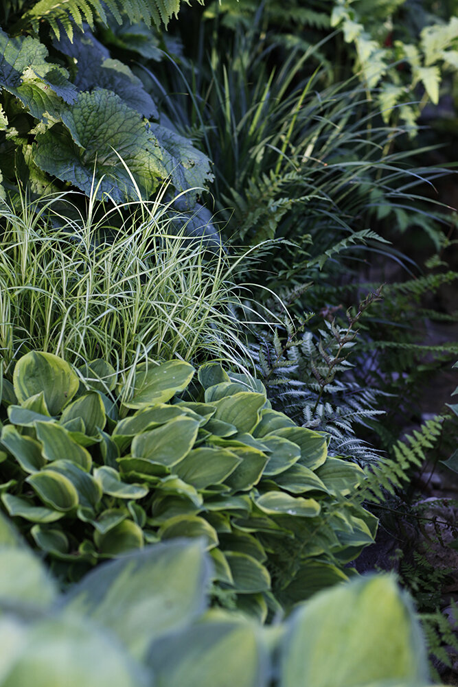 Хосты, папоротники, осока пальмолистная