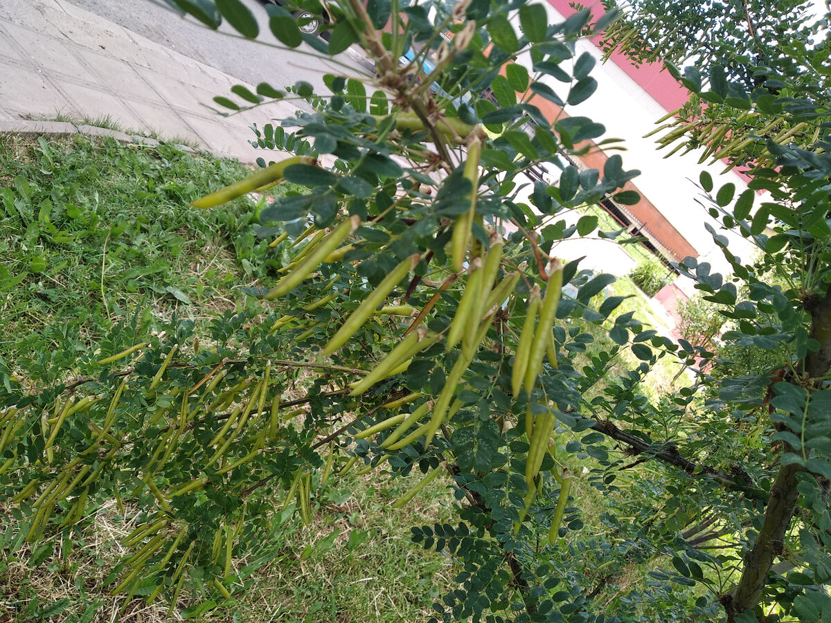 Акация (Карагана древовидная)