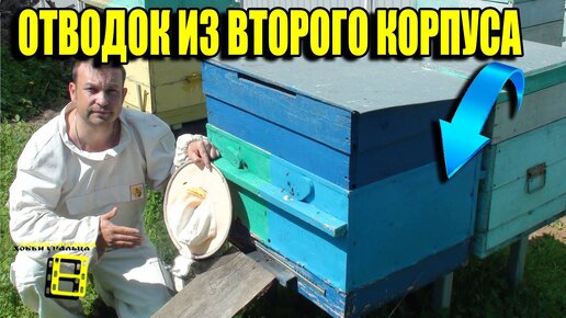 КАК СДЕЛАТЬ ОТВОДОК ПЧЕЛ ИЗ ВТОРОГО КОРПУСА? ВЫВОД ПЧЕЛИНЫХ МАТОК.  ЛЮБИТЕЛЬСКОЕ ПЧЕЛОВОДСТВО ДЛЯ НАЧИНАЮЩИХ