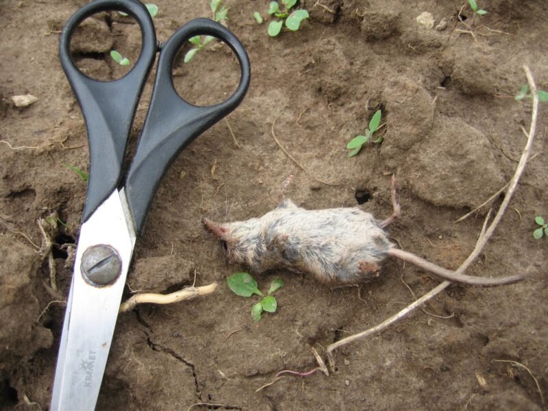 Землеройка. Иллюстрация для статьи используется с сайта stopklopu.com