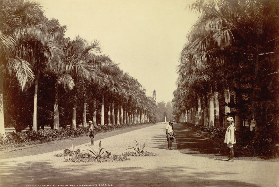 Калькуттский ботанический сад в 1890-м