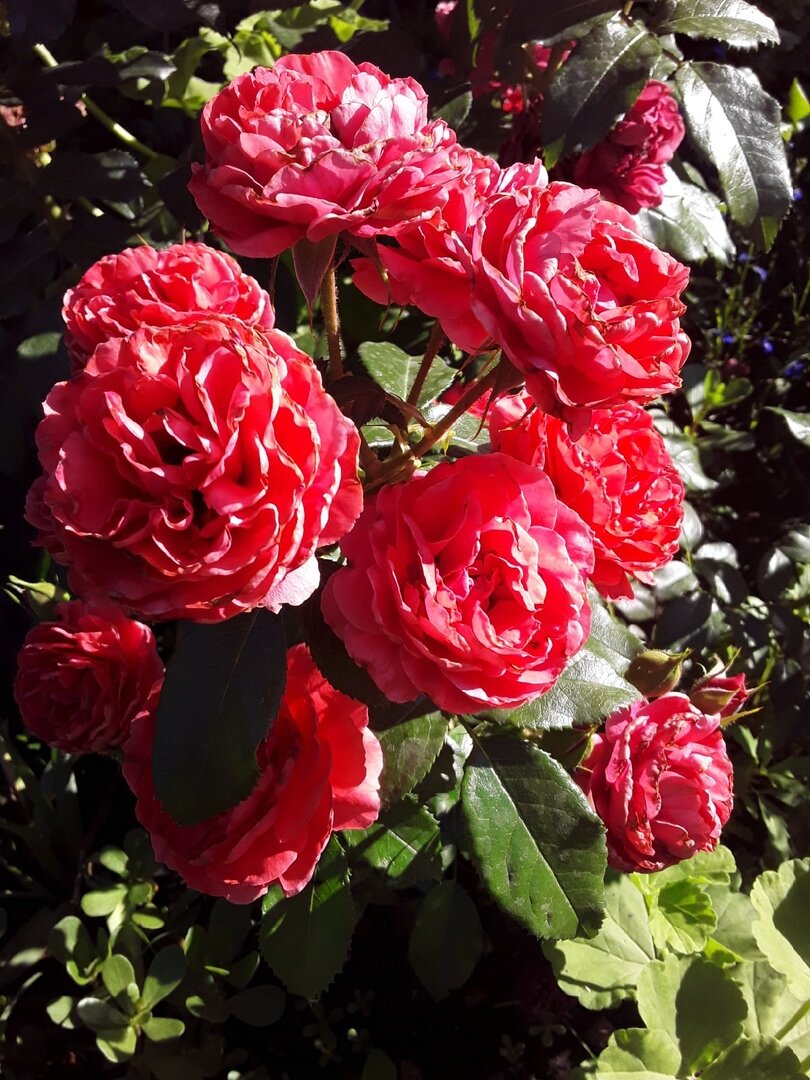 Роза флорибунда, сорт Cherry Girl