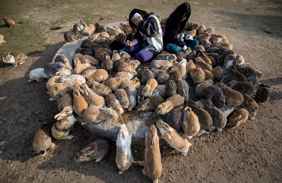 Животных много, а человек один. Но стоит ли считать их безмозглыми? Фото взято из Яндекс.Картинок.