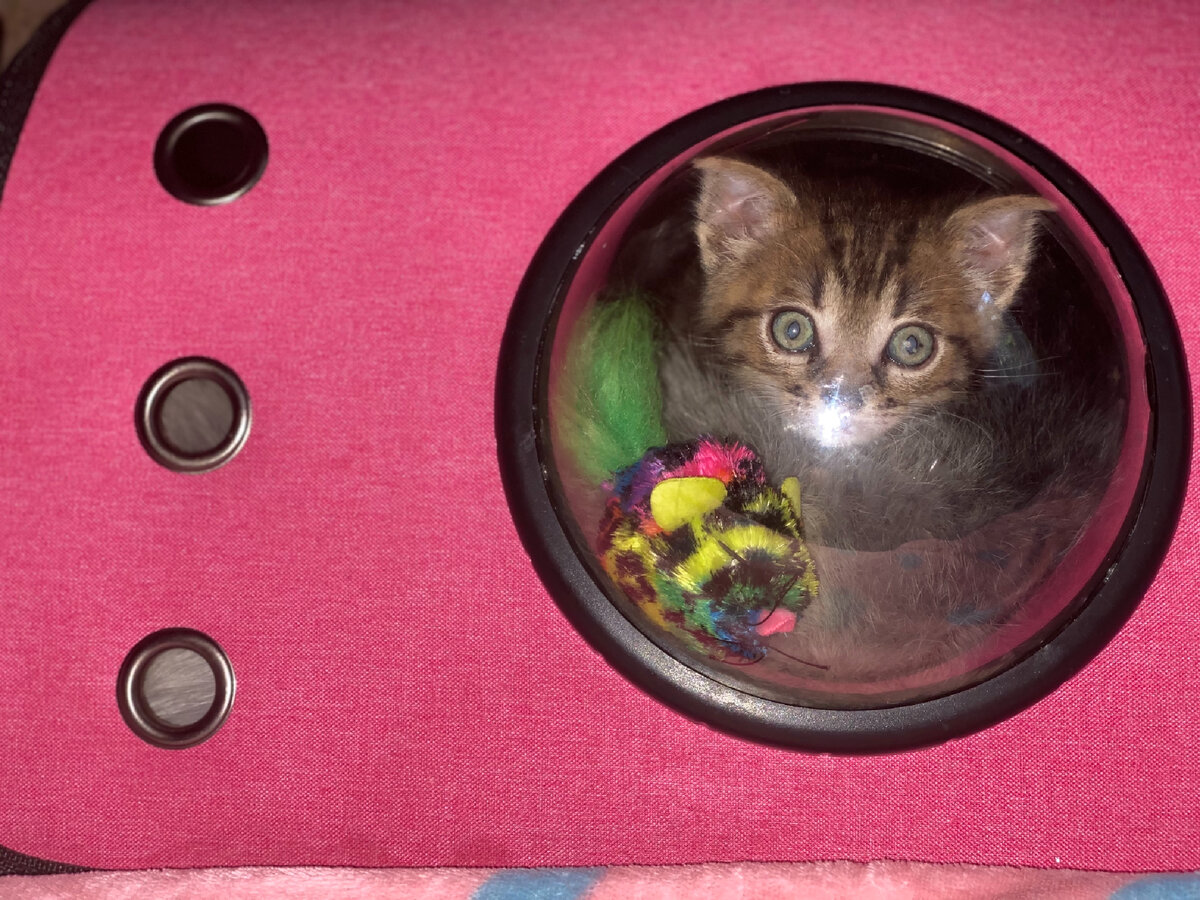 Василий в своём домике