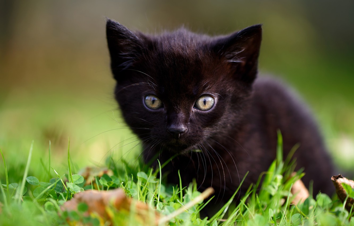 Черный котенок. Черненький котенок. Кошки маленькие черные. Черная кошка. Какие черные котята есть