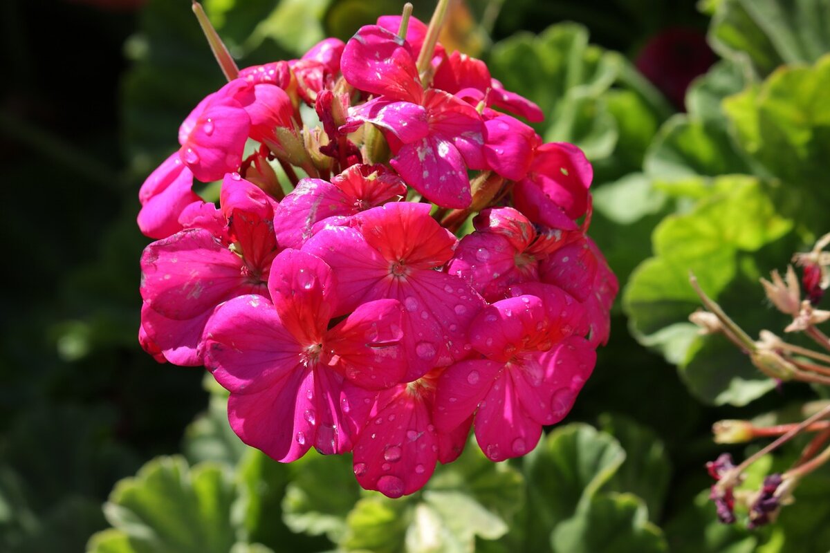 Цветок герань. Герань цветок. Герань (Geranium). Пеларгония Downlands. Пеларгония цветет.