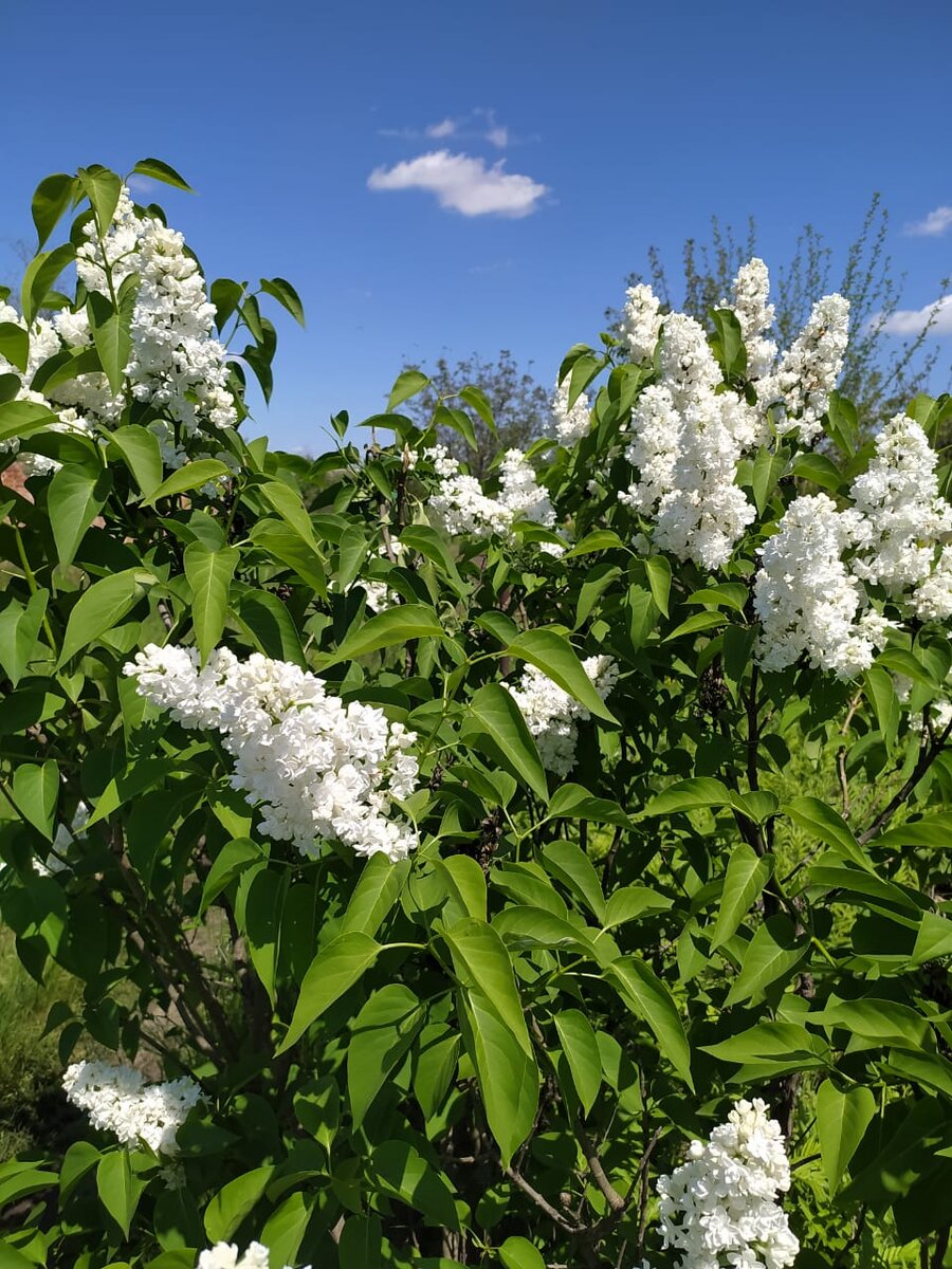 Весной фотографировала, чувствуете как сиреьюопахнуло. Это ядля вас старалась