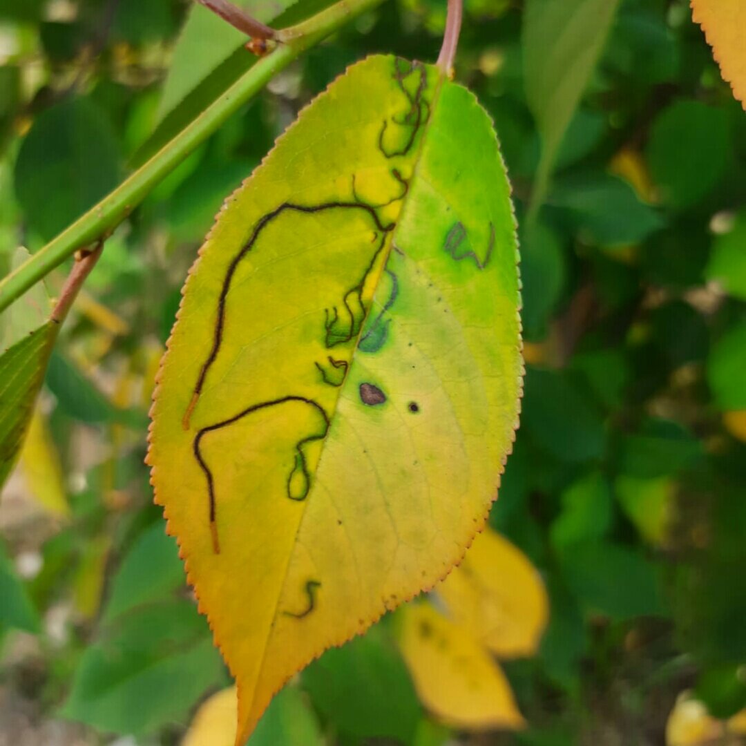Почему в июле вишни желтеют и опадают листья: причины и способы предотвращения