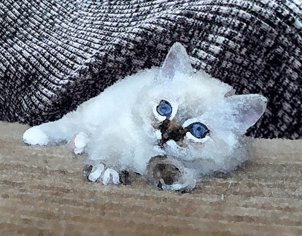 Коллаж из фото с открытых ресурсов интернета.