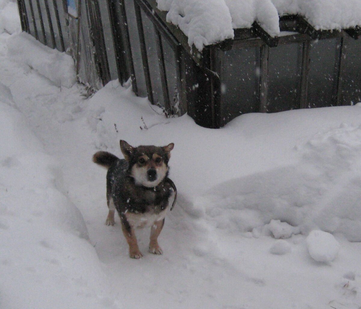 Шрэк уже взрослый:2009 год.