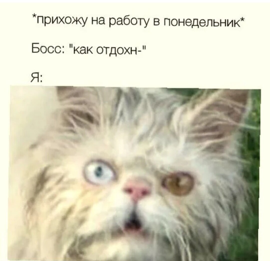 10 мотивирующих смешных мемов для тех, кому завтра на работу | Чудеса в  решете | Дзен