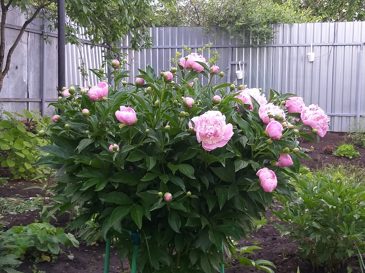 А вот таким бодрячком он был в начале цветения. Он достался нам от старых хозяев и пришёлся мне по душе)