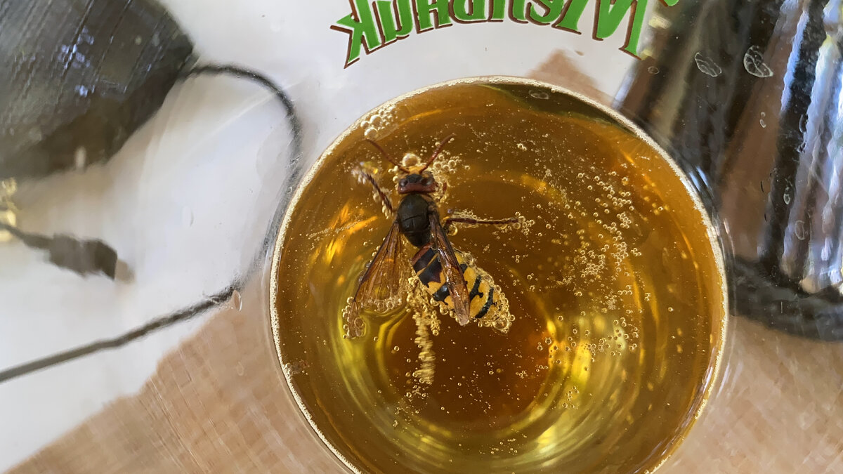 Шершень в Пиве. Это особая фишка меню, но на природе бывают такие добавки. Если интересна судьба этого шершня, то не беспокойтесь - я его спас. 