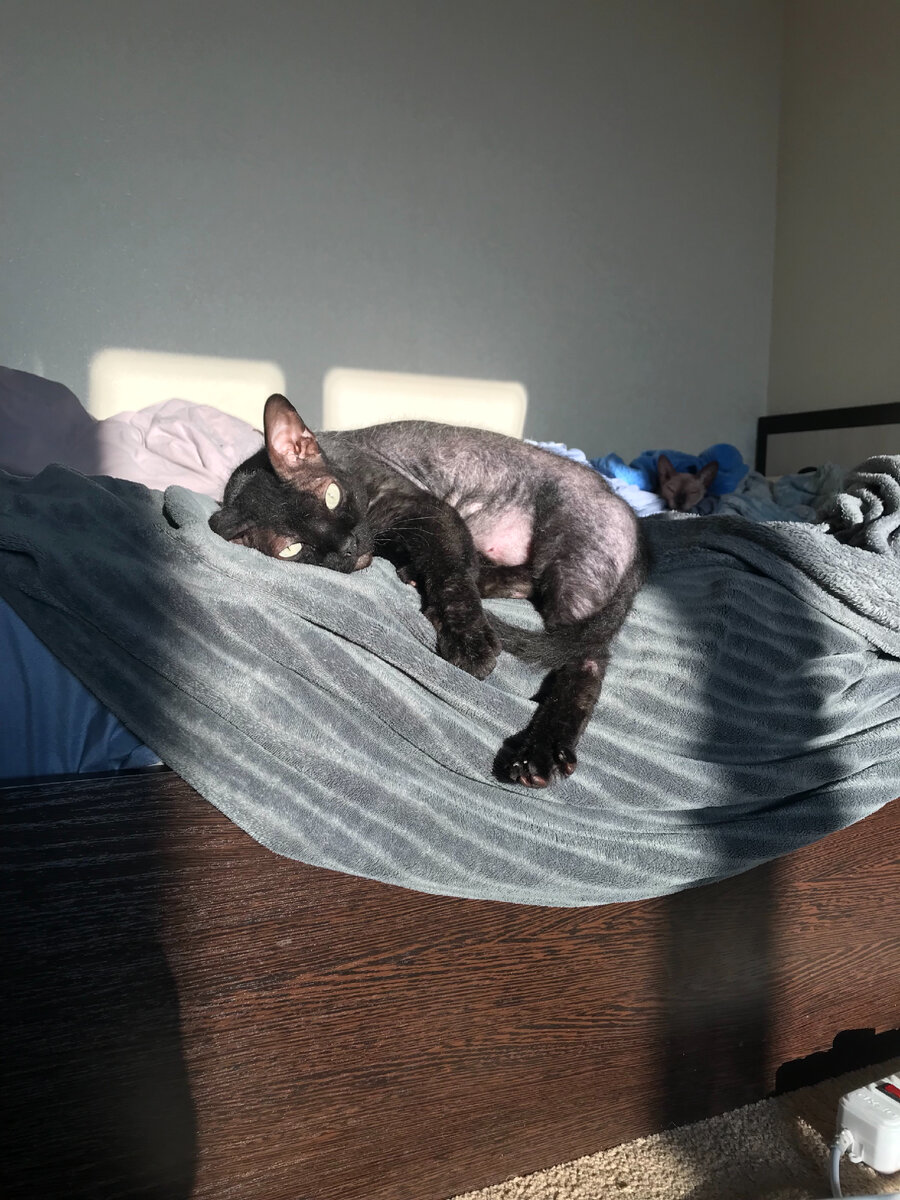 Котика на счастье вам, как амулет:) 