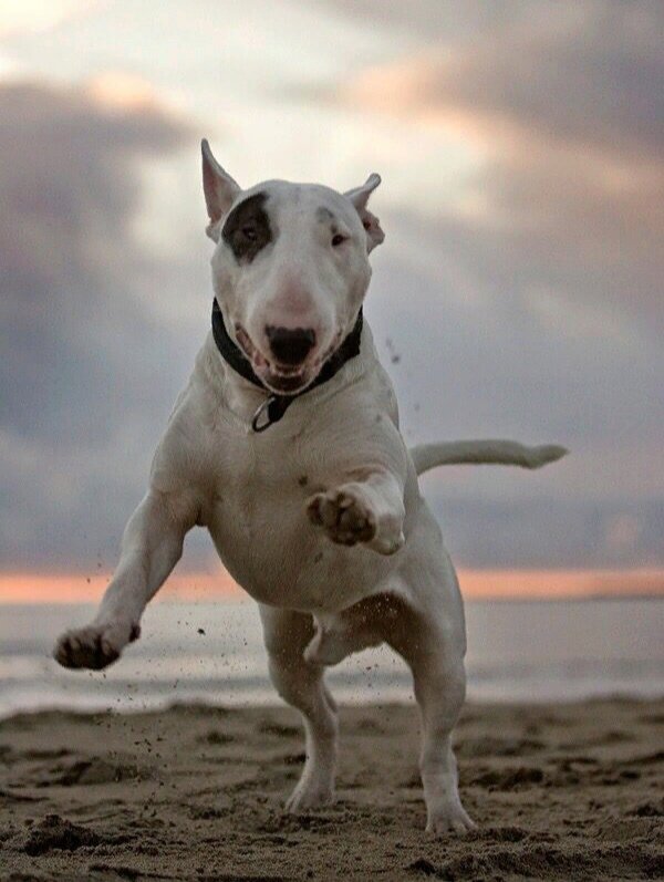 БУЛЬТЕРЬЕР.