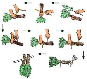 Заготовка веников для бани: сроки и особенности
