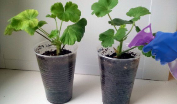 Поливаю грунт по мере его просыхания или опрыскиваю.