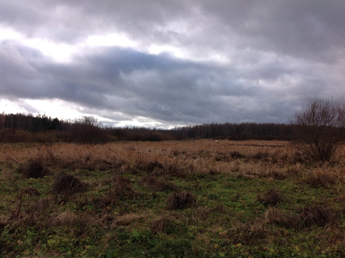 Если бы не Козел-Козел - стадо было бы не разглядеть среди высокой травы