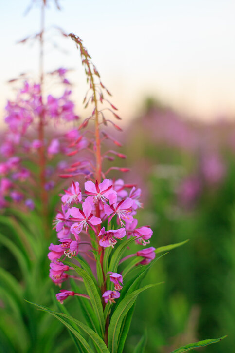 Кипрей узколистный. 