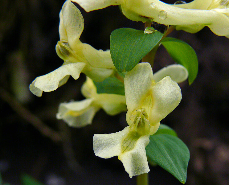 Хохлатка маршалла. Corydalis marschalliana. Хохлатка Маршалла растение. Хохлатка Таркинская.