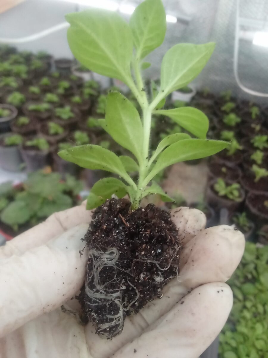 Такие корни появляются уже через пару недель (фото автора)