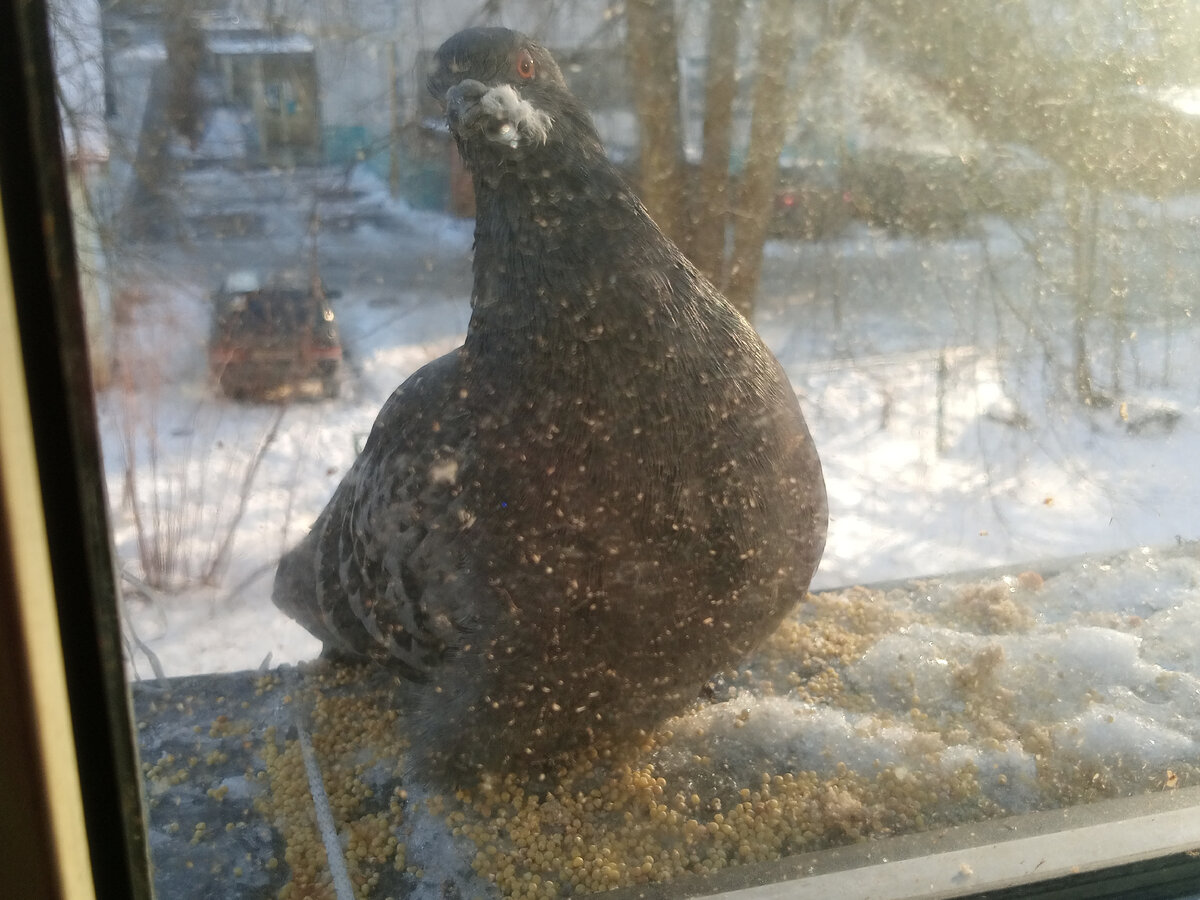 Извинения за качество фото. Плохой я фотограф. К тому же солнце падает так, что видно всю жуткую зас... засорённость стекла. Весной помою.