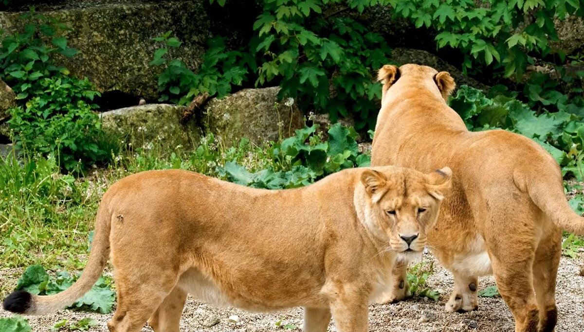 Львицы, гепард, тигр и их "животики"