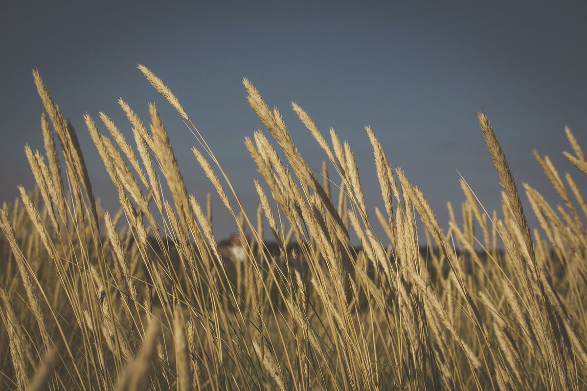 Дёрть - дробленое зерно, которое идёт на корм скоту