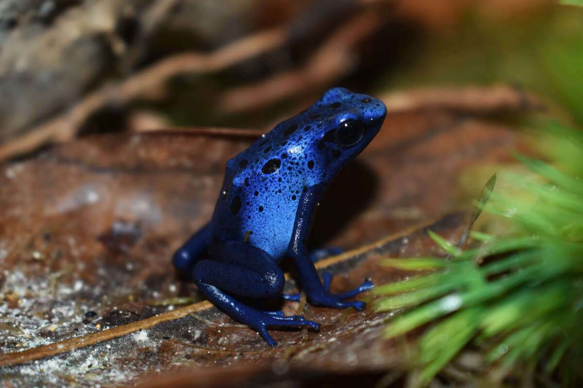 Dendrobates tinctorius azureus (Голубой древолаз)