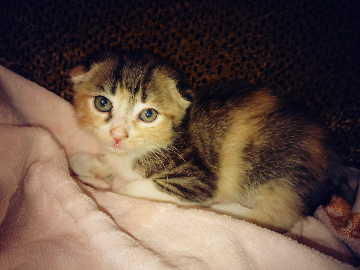 Котёнок. Дашка