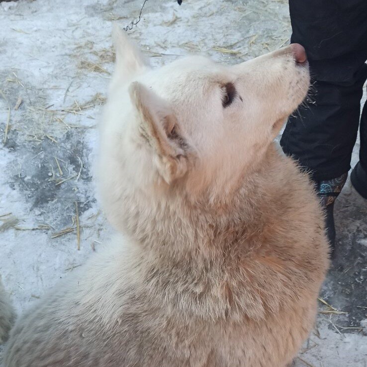 Беляшек