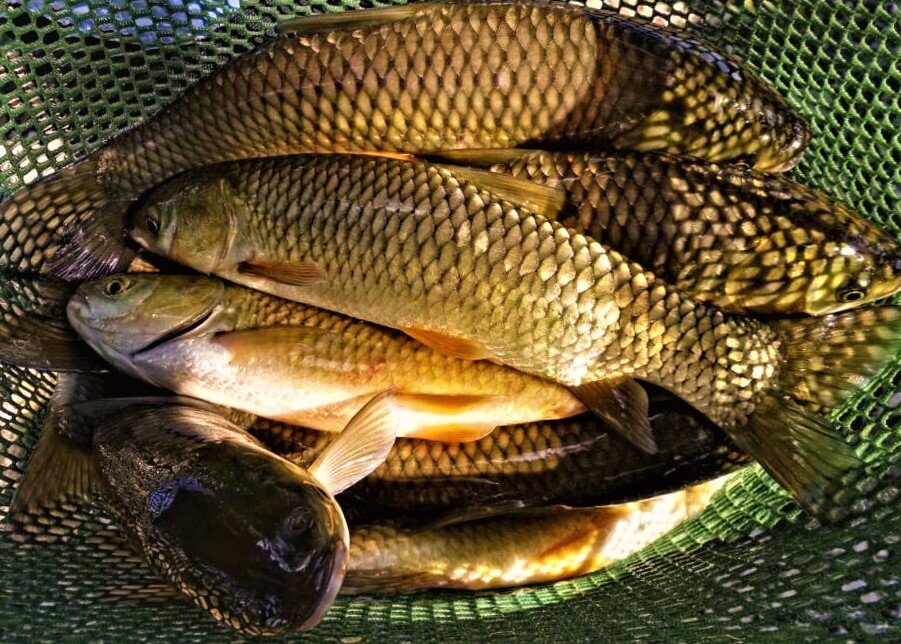 Приманка для карпа — тонкости и хитрости. Carpboat - лодки для прикорма.