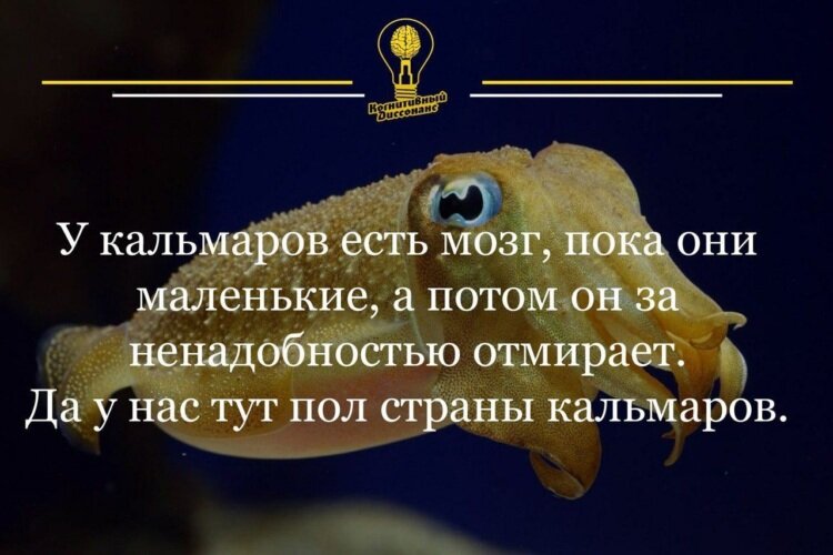 Здесь был мозг. У кальмара есть мозг. Отмирание мозга у кальмара. У кальмаров отмирает мозг. У кальмаров есть мозг пока они.