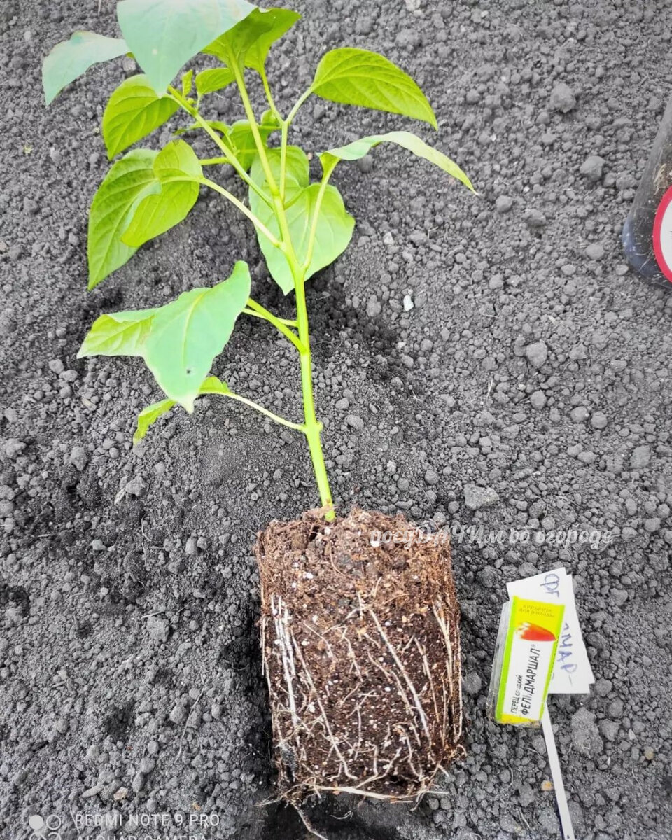 Корни у перцев - самое больное место