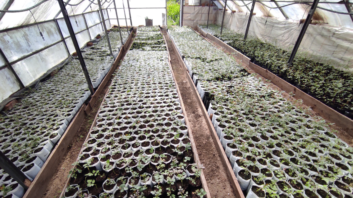 Когда выращиваем свои растения, очень устаём от обычных сорняков