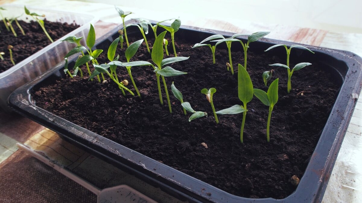 Рассада перца ждет пикировки