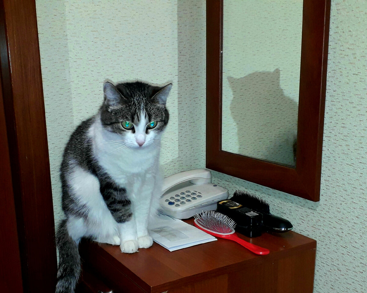 Терпеливо ждет с работы🐈