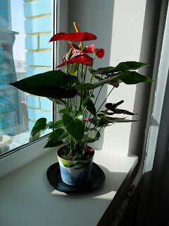 Подаренный мне цветок антуриум